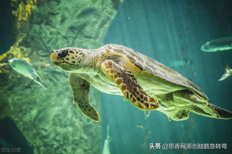 史上最搞笑的脑筋急转弯，笑到肚子疼，你准备好了吗？
