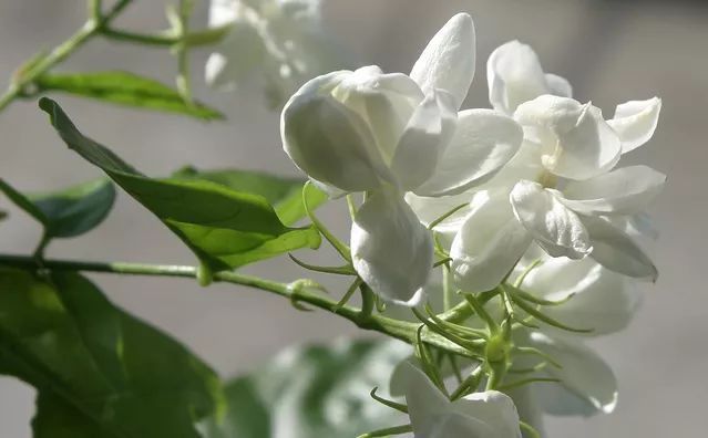 探索双色茉莉花的养殖艺术，方法与注意事项