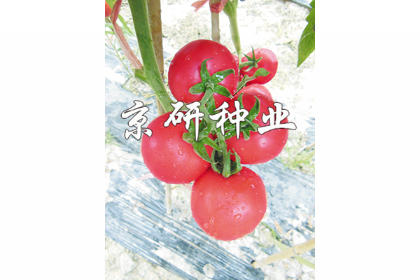 比分结果 第218页