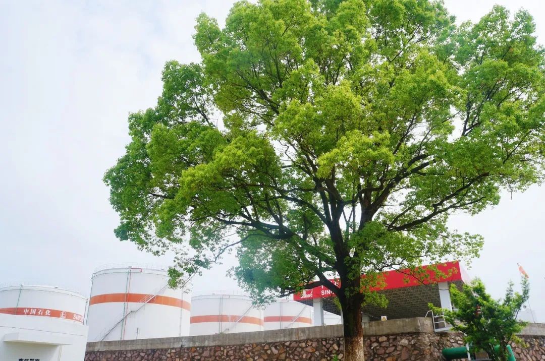 探索49万次中的幸运，揭秘香港最快开奖的奥秘494949香港最快开奖结果图片12916mmo