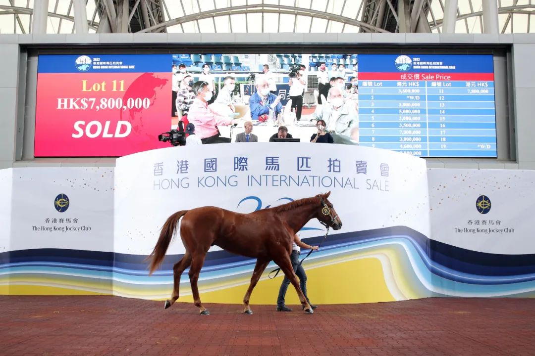 2019香港马会资料大全免费，全面解析与深度解读香港2021年马会资料大全