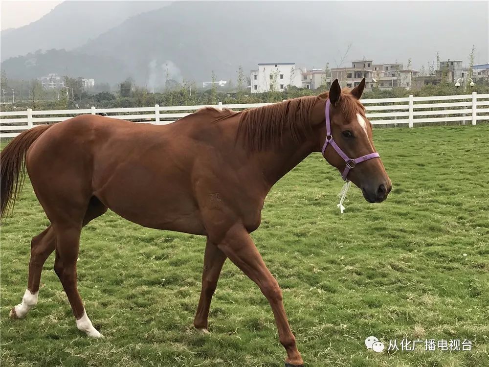探秘香港赛马会，最准资料免费分享的背后香港赛马会最准资料免费资料2023年