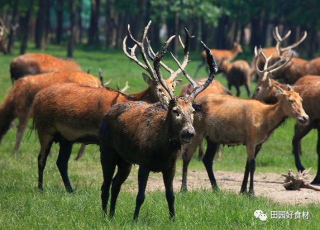 正版与四不像，探索数字时代的版权保护新路径四不像正版一肖图